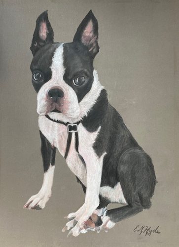 Molly, Boston Terrier.
